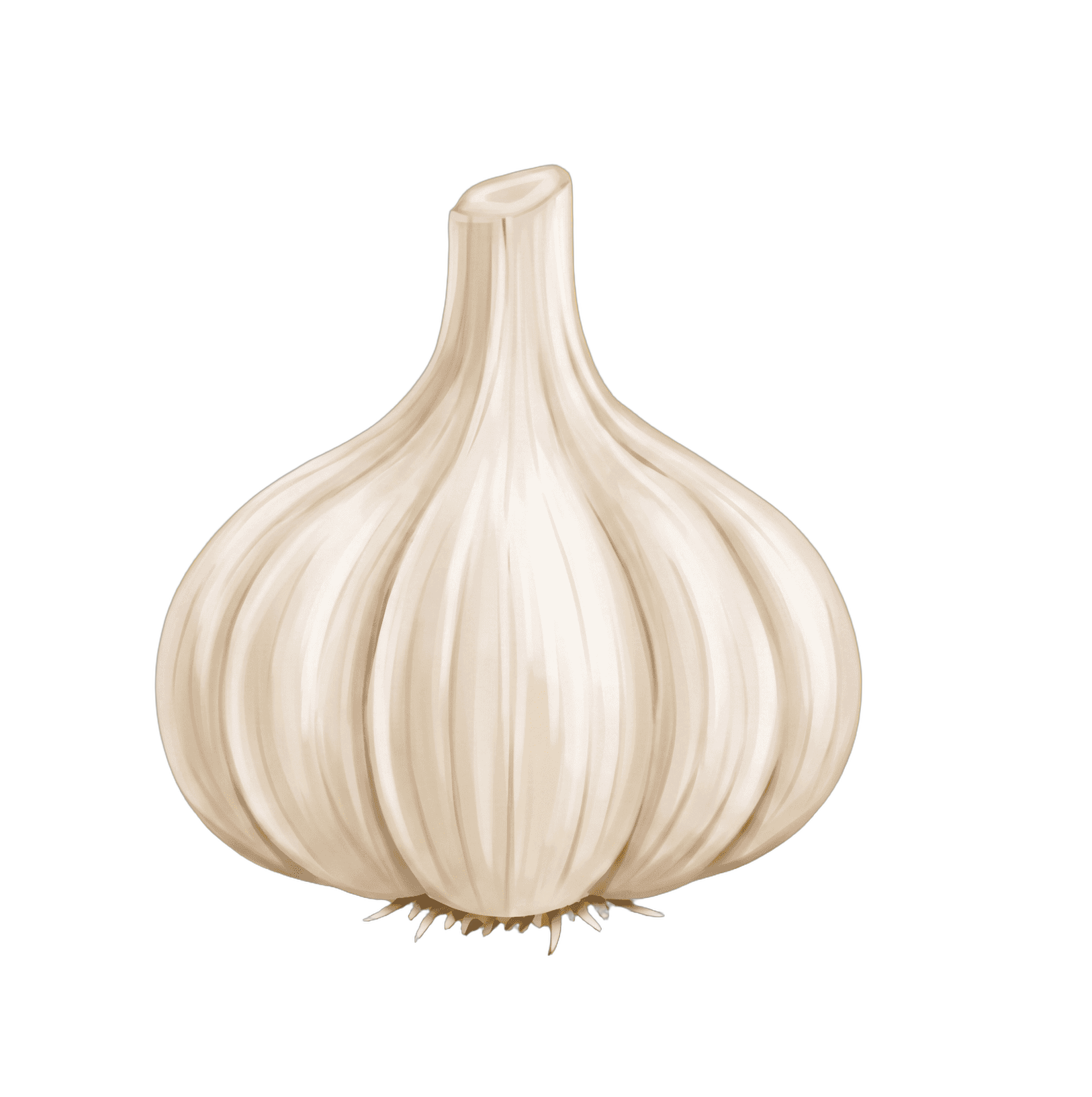 Bulb of fresh garlic